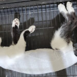 AF1QipM3WxgcC5mrsH6YaK64NBgyvRywV0CoKFK4 ROFw533 h240 k no