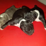 Veterinaria Zooland - Gualaceo 7 AF1QipMDfF5pxQA7HQjoPxKJPUBuUlp0No4rfYw9pfJLw408 h306 k no