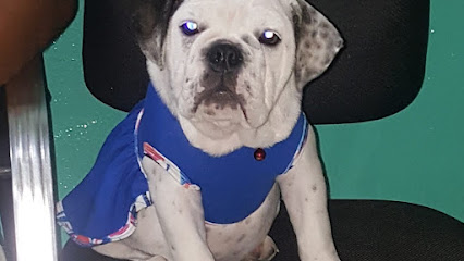 EMERGENCIA VETERINARIA 24 HORAS GUAYAQUIL DR. ARTURO MOREIRA. (VET. PARTICULAR) – Guayaquil