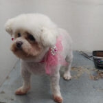 AF1QipMNzpKe7lehon6VOCBDSTyLknbXUBHs7 GvqGosw408 h544 k no