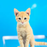 CONSULTORIO VETERINARIO DR. JEFF - Ventanas 4 AF1QipMPYBlA8b7KY89tGcRVMoqk9ZqbIxybqPnw3v7Uw408 h544 k no
