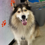 El Prado Veterinaria . - Ibarra 13 AF1QipMSSQWlu PkGdmGw6NYMPu4az6qOLNklF5mPlWrw408 h545 k no