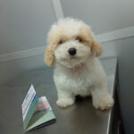 AF1QipMSsl6vuRVgdhYfme7Lt0czT4DDoA7 7M13t1Qnw408 h497 k no