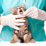 Anthony Y. Pernia P. Médico Veterinario - Ibarra 6 AF1QipMgdmvfEkauiE40b1blYhuQXwpHkyiVpgOBZrImw408 h286 k no