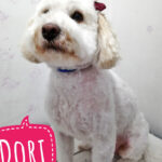 AF1QipMzK32PHZt7qdJAnsvd i5iAvTNil oL9 58yQLw408 h509 k no