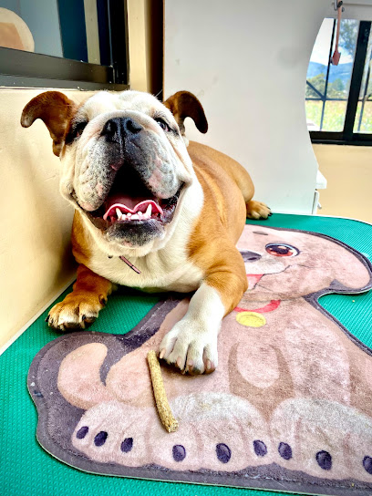 Veterinaria Kodyvet Viajes mascotas – Puembo