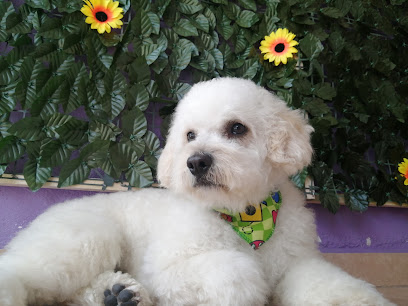 Pettropoli Veterinaria – Quito
