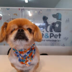 Veterinaria VET & PET Ec - Ambato 11 AF1QipNY1jWE9 fL 4rEaYh7VYDcFSbjskHBmcM5AoH4w408 h544 k no