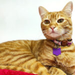 AF1QipNZ ghv9Iew6nTTJBVobI2tMaho0mMmZEntpfgyw426 h240 k no