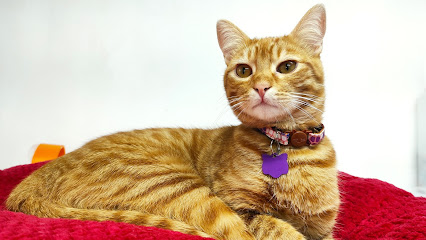 AF1QipNZ ghv9Iew6nTTJBVobI2tMaho0mMmZEntpfgyw426 h240 k no