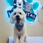 AF1QipNaat2LENjFr8EFl59skkOpAz28oOKWg4Z1D6wAw408 h544 k no