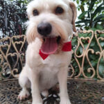 AF1QipNhe5VEnUUdfQcynKdKRq8Xeo8K5indFbVegJCvw408 h544 k no