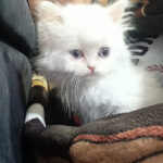 CLINICA VETERINARIA HUELLAS Y BIGOTES - Cuenca 6 AF1QipNoGmT uBX FxXXuRP9o09MPELLa6rMGsvI3GO3w426 h240 k no