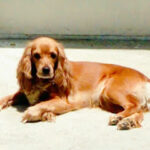 AF1QipNx0pZMuNwMqB7vhoq8pQopnnXtAf ff4e60kg w425 h240 k no