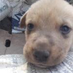 Consultorio Veterinario Mundo Animal - Huaquillas 12 AF1QipO0dnjc7c5MeCenZSrYDe7rK3oj1ZrzVYYOsmWIw426 h240 k no