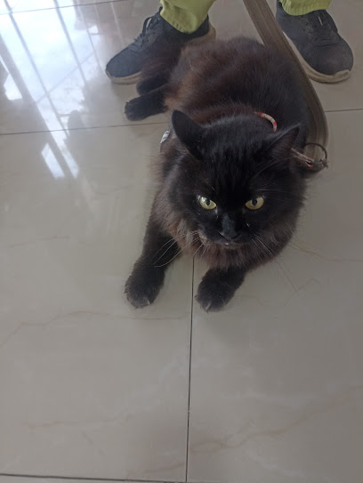 Clinica Veterinaria PATITAS - Manta 1 AF1QipO8eoT8fr1GahFSD4ECjhqmZ3LYt509SD1sD4ifw408 h543 k no