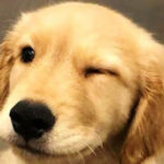 AF1QipO8kpUKEsyLTVWLLVV0dGBp rpPyc7Hu 4Kvfosw426 h240 k no