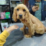 Veterinary Clinic Animalandia - Ambato 7 AF1QipOMkPfhw UAz87fcZQb 6GrLzgGzUnDOt95zrIgw408 h306 k no