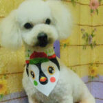 AF1QipONIHpbRmw1LmOxC5ymhZYnvJxfDTPhCqieCltcw426 h240 k no