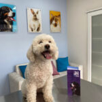 Pet Home veterinaria y hotel de mascotas - Ibarra 2 AF1QipP09UYtBl1Ft3V45ohtVtcGEQqpxPHmiUAAk1Rsw408 h544 k no