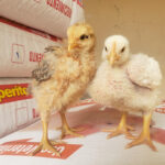 AF1QipPBqDpEWsPV4wkQoD7TBELOBVlK1d mrb5qC EYw408 h306 k no