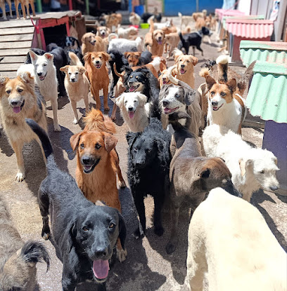Fundación Lucky Bienestar Animal – Sangolqui