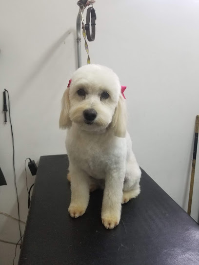 Clínica Veterinaria Almadogat, Peluquería Canina, Veterinarios a Domicilio, Emergencias 24 hrs, Esterilización – Quito