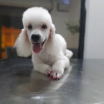 AF1QipPND aKfM08 jiAn7aJQQipO3JbeVqsk6vAbUx8w408 h306 k no