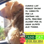 AF1QipPPKe u 1sd2bhx5uCXtM54pubnRql2xSRIRADww408 h408 k no