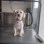 Lider de la manada sucursal - Cuenca 12 AF1QipPSf7 rLT Ui46mj3q1WmpEMiuF2e1LIthySnOvw408 h544 k no