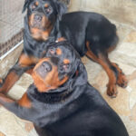 AF1QipP cLHPUSI6rQEln0PIvEaG8XmAT9AX72YzFmw1w408 h544 k no