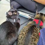 AF1QipPlRdeFrnX42520zgEbOAceizebrV96n0XYqcpIw408 h544 k no