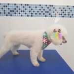 AF1QipPvpgCaDEKMGTj8CCwWX90FGGpXc7x2Z8 wpvGAw408 h306 k no